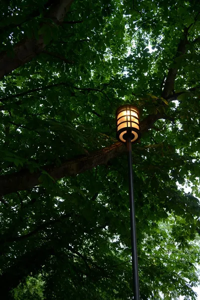 DSC_2723 (Large).JPG